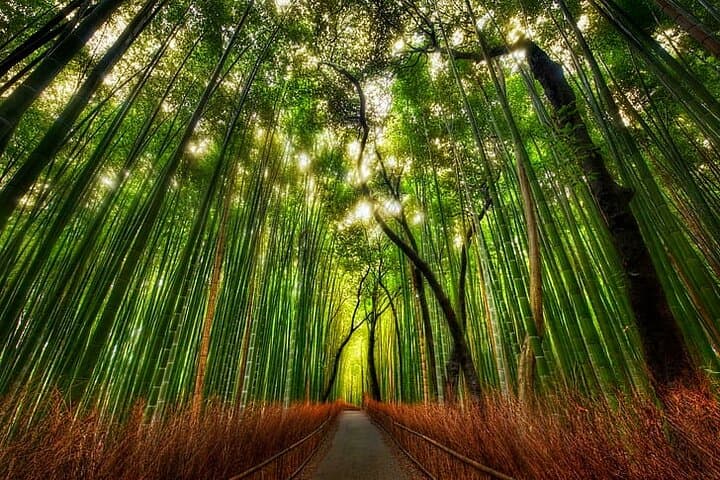 Kyoto: Arashiyama Tenryuji Temple, Bamboo Grove, and Monkeys Tour — photo 7