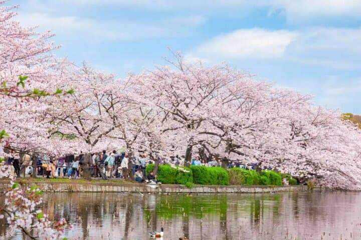 9 Day Best of Japan Cherry Blossom Small Group Tour 2026 — photo 3