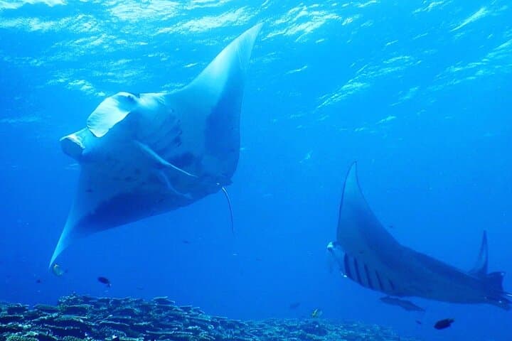 【1st】Private Diving Experience at Ishigaki Island - Novices welcome!～ — photo 6