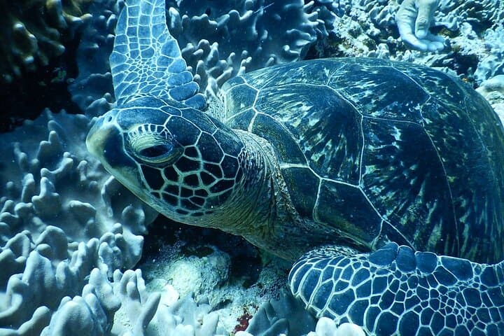【1st】Private Diving Experience at Ishigaki Island - Novices welcome!～ — photo 8