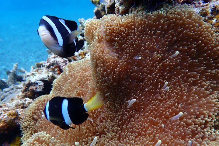 【1st】Private Diving Experience at Ishigaki Island - Novices welcome!～ — photo 10