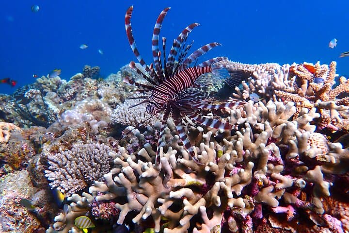【1st】Private Diving Experience at Ishigaki Island - Novices welcome!～ — photo 11