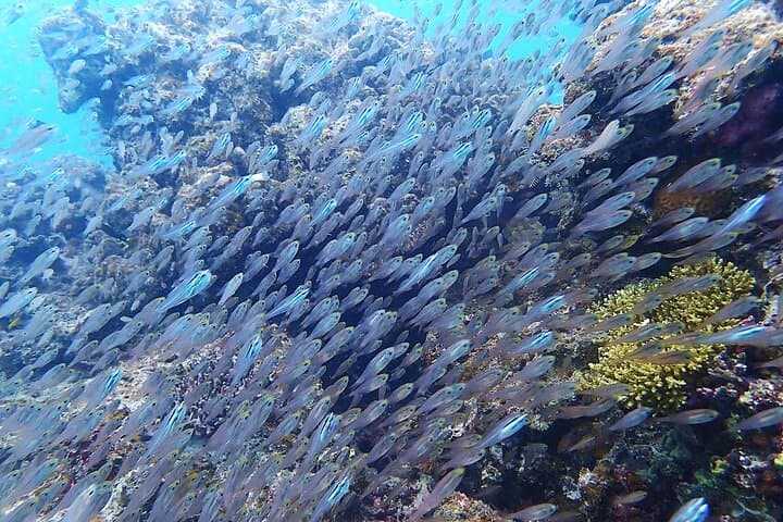 Sea Turtle Snorkel Tour to Swim with Corals and Fish on Ishigaki Island～ — photo 11