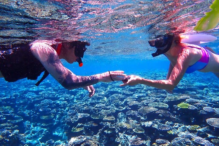 Sea Turtle Snorkel Tour to Swim with Corals and Fish on Ishigaki Island～ — photo 7