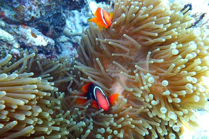 Sea Turtle Snorkel Tour to Swim with Corals and Fish on Ishigaki Island～ — photo 10