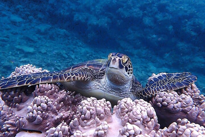 【Okinawa Post-Ishigaki Island / Sea Turtle】 Diving for 2 persons only - Novices / No License Available - — photo 6