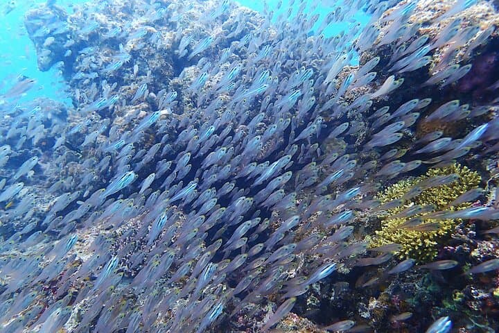 【Okinawa Post-Ishigaki Island / Sea Turtle】 Diving for 2 persons only - Novices / No License Available - — photo 5