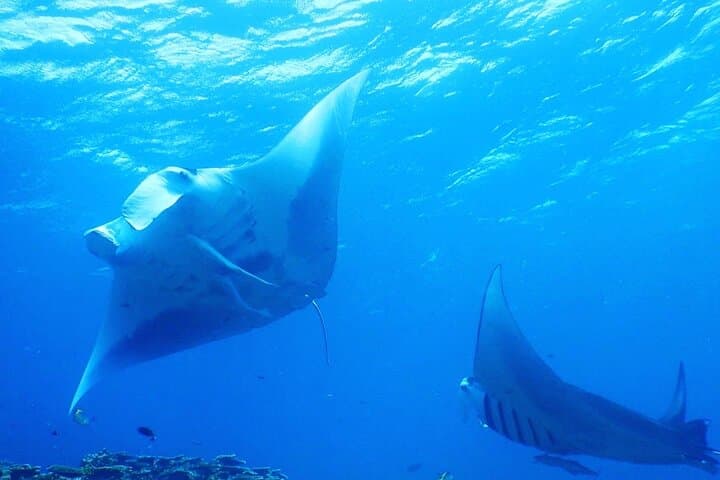 【Okinawa Post-Ishigaki Island / Sea Turtle】 Diving for 2 persons only - Novices / No License Available - — photo 7