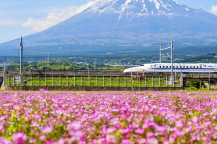 Explore Japan in 7 Days Cherry Blossom Tour 2026 — photo 6