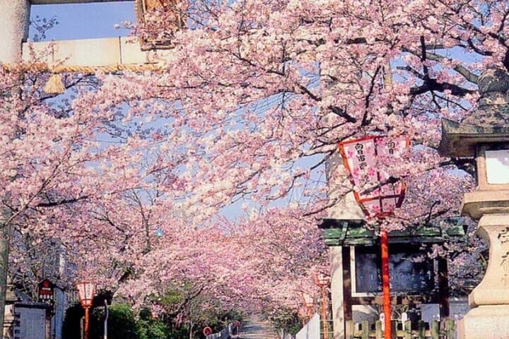 Explore Japan in 7 Days Cherry Blossom Tour 2026 — photo 3