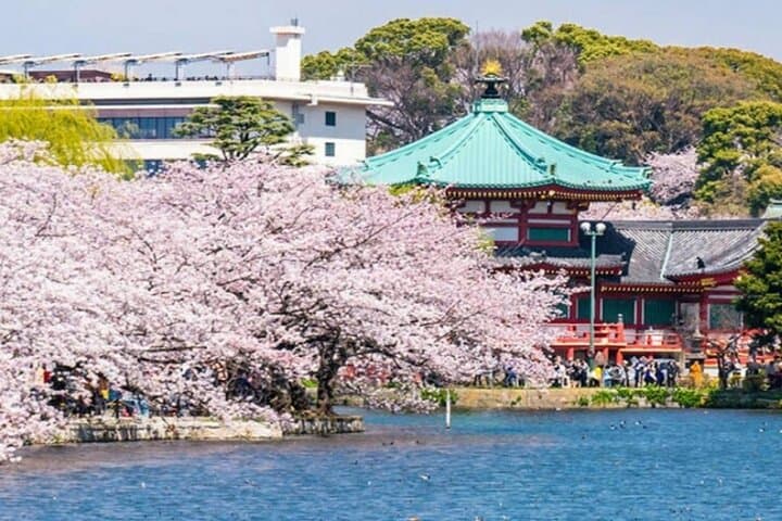 Explore Japan in 7 Days Cherry Blossom Tour 2026 — photo 2