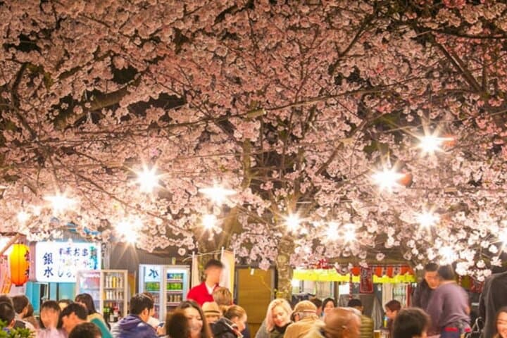 Explore Japan in 7 Days Cherry Blossom Tour 2026 — photo 14