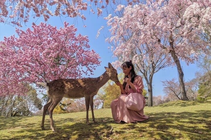 9 Day Best of Japan Cherry Blossom Small Group Tour 2026 — photo 11