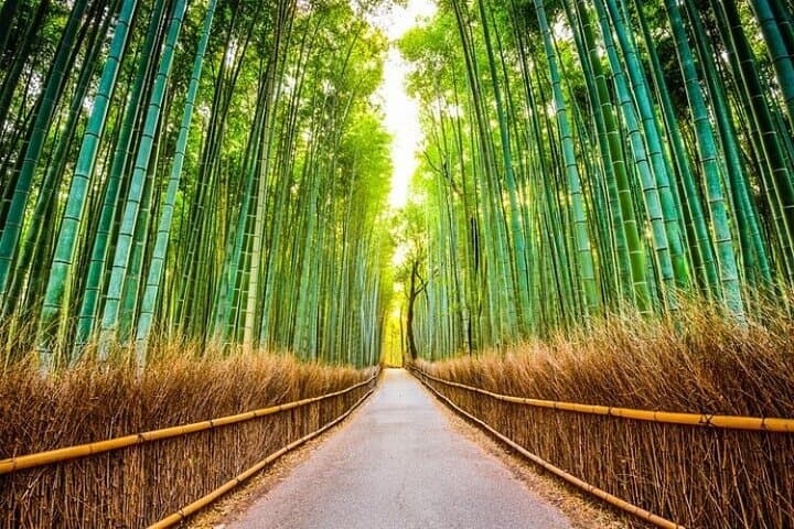 Kyoto Sansen-in Arashiyama Train 1 Day Tour from Osaka or Kyoto — photo 6