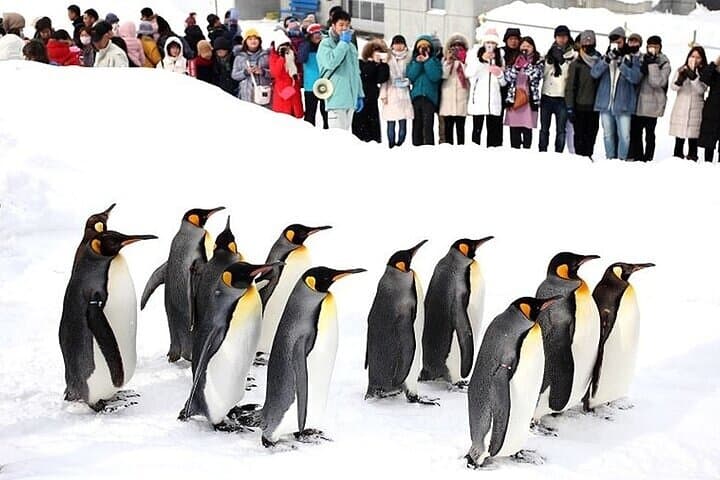 Hokkaido Day Trip From Sapporo, Asahiyama Zoo to Ningle Terrace — photo 6