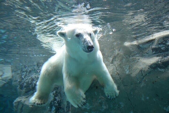 Hokkaido Day Trip From Sapporo, Asahiyama Zoo to Ningle Terrace — photo 7