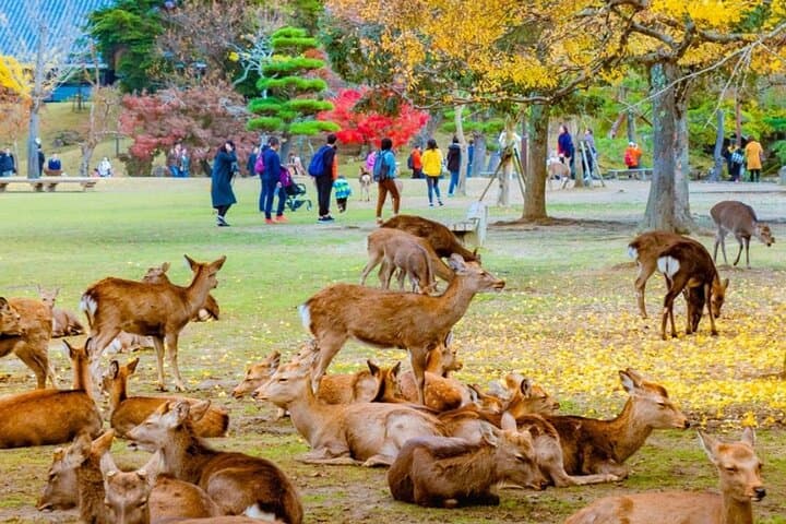 Japan Golden Route 7 Day Budget Tour — photo 9
