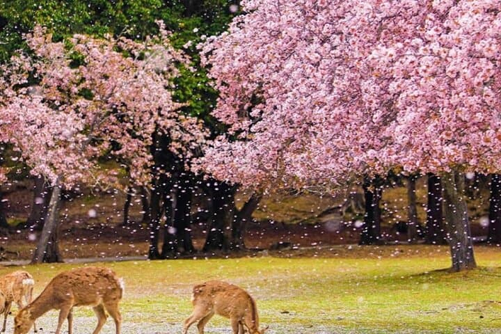 9 Days In Depth Cultural Japan Small Group Tour — photo 12