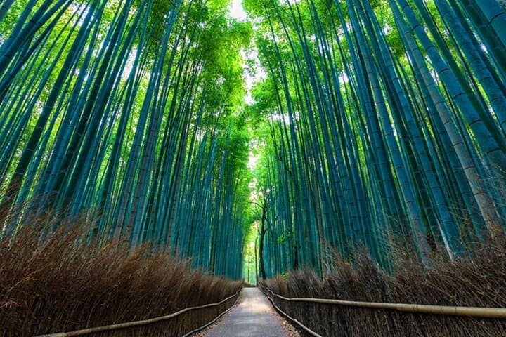Explore Japan in 7 Days Cherry Blossom Tour 2026 — photo 10
