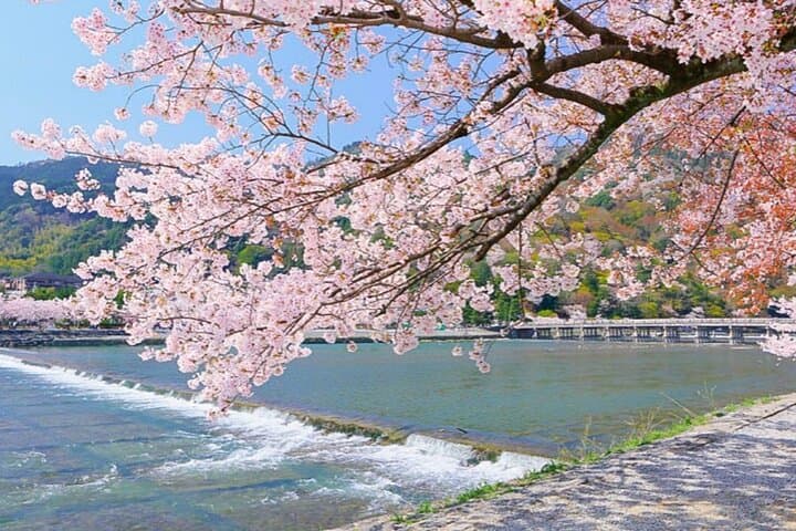 Explore Japan in 7 Days Cherry Blossom Tour 2026 — photo 11