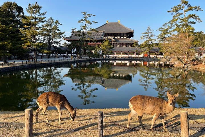 Kyoto and Nara Small Group Tour from Osaka — photo 2
