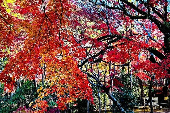 Kyushu Day Trip Dazaifu Tenmangu Shrine and Yufuin Kinrin Lake — photo 9