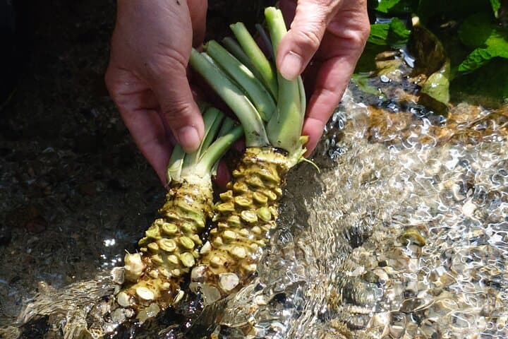 Exclusive Wasabi Harvesting, Soba Lunch and Matsumoto Castle Tour — photo 4