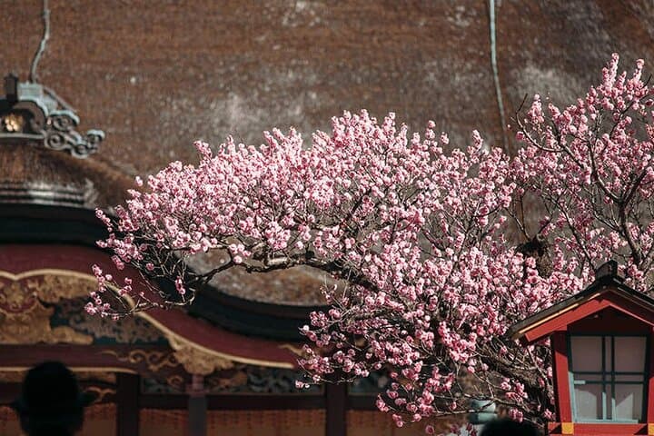 Discover the Heart of Kyushu with Aso Adventure Tour from Fukuoka — photo 13