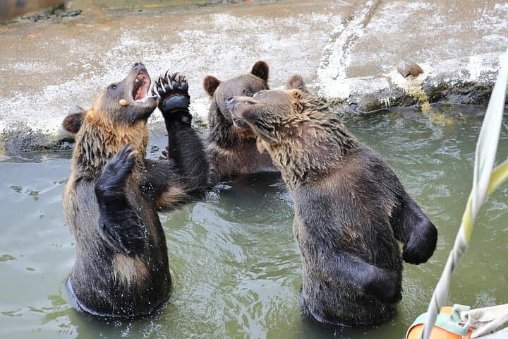 Hokkaido: Bear Park and Jigokudani Hell Valley Tour — photo 6