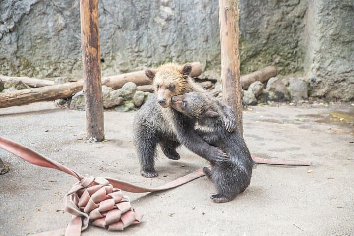 Hokkaido: Bear Park and Jigokudani Hell Valley Tour — photo 8