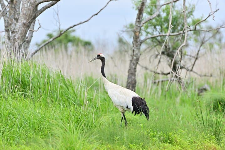 Private Tour with Kushiro Marsh, Tancho, and Local Market — photo 4