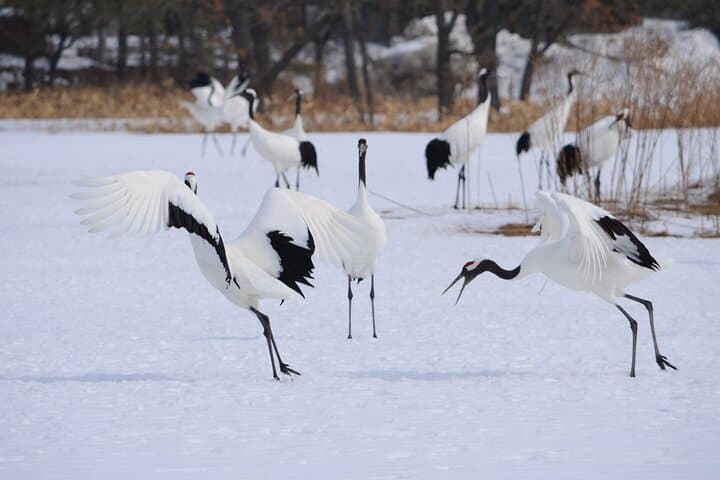 Private Tour with Kushiro Marsh, Tancho, and Local Market — photo 15