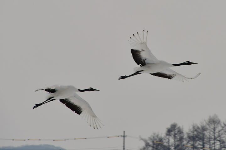 Private Tour with Kushiro Marsh, Tancho, and Local Market — photo 16