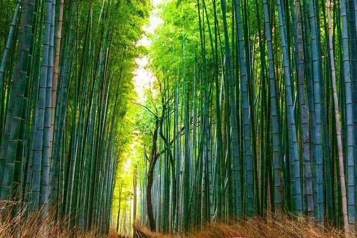 Nara Deer Park, Fushimi Inari & Arashiyama Bamboo Forest Day Tour — photo 2