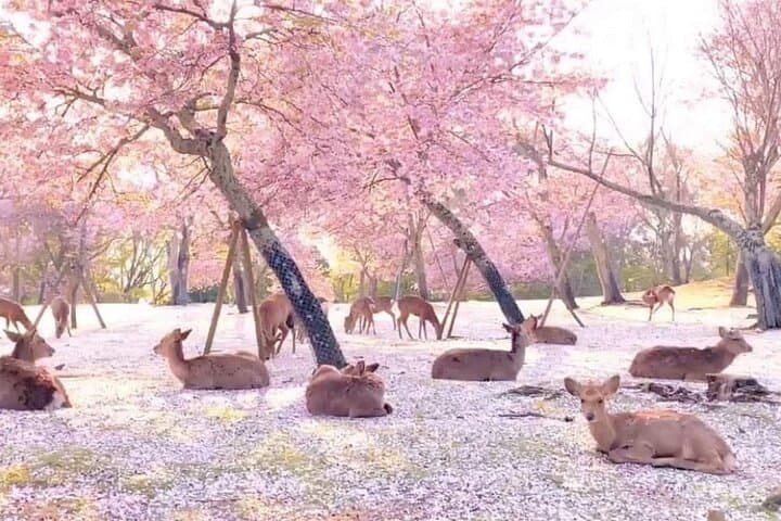 Nara Deer Park, Fushimi Inari & Arashiyama Bamboo Forest Day Tour — photo 8