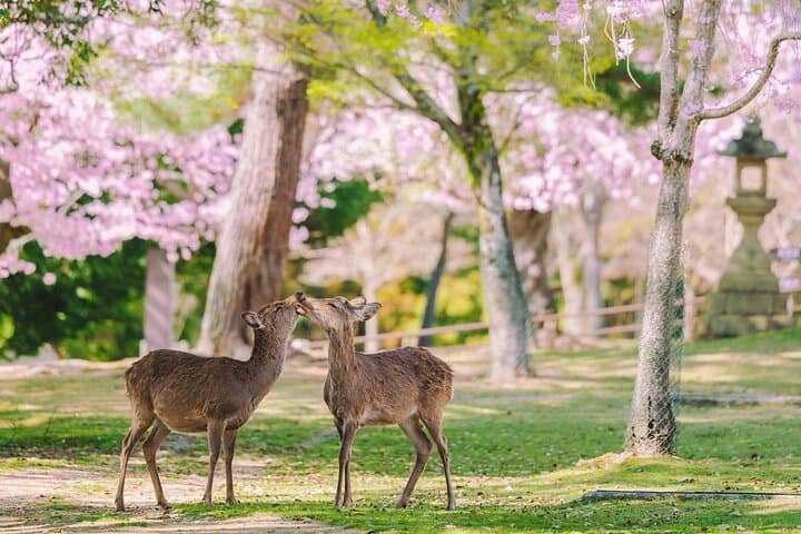 Nara Deer Park, Fushimi Inari & Arashiyama Bamboo Forest Day Tour — photo 10