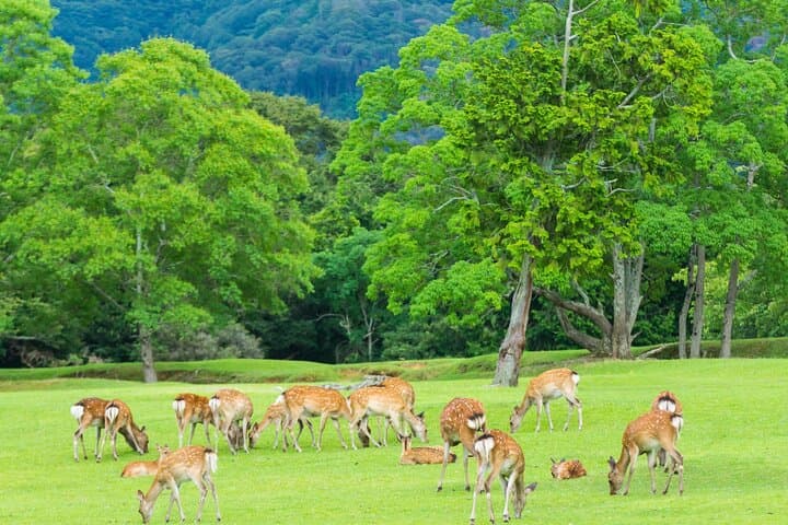 Nara Deer Park, Fushimi Inari & Arashiyama Bamboo Forest Day Tour — photo 12
