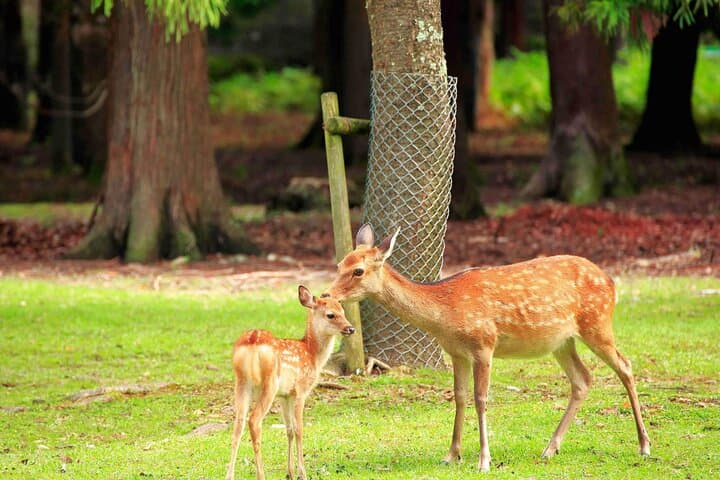 Nara Deer Park, Fushimi Inari & Arashiyama Bamboo Forest Day Tour — photo 13