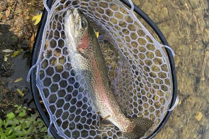 Trout Fishing Tour Near Tokyo with English-Speaking Guide — photo 3