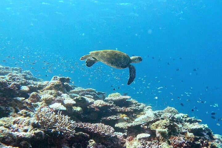 Turtle Snorkeling in Ishigaki - Fluent English! Small Group! — photo 20
