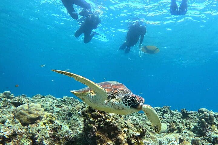 Turtle Snorkeling in Ishigaki - Fluent English! Small Group! — photo 9