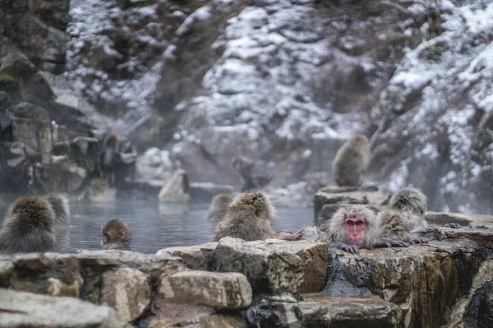 Nagano Highlights Snow Monkeys Nozawa Onsen and Zenkoji Temple — photo 8