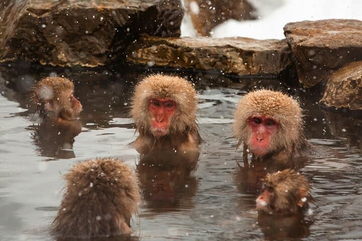 Nagano Highlights Snow Monkeys Nozawa Onsen and Zenkoji Temple — photo 4