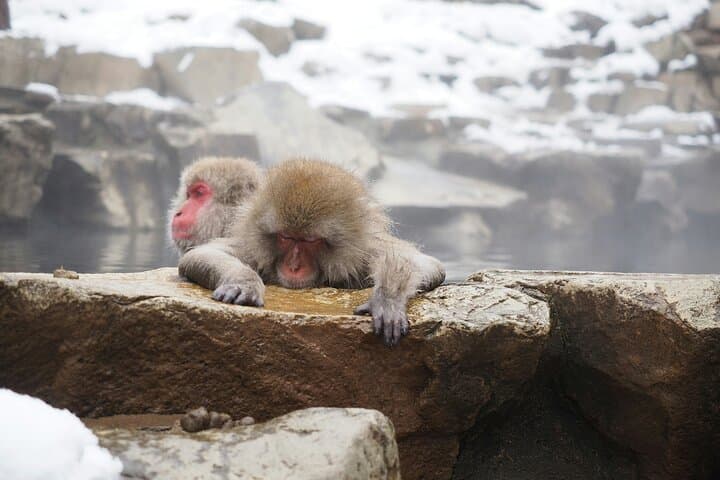 Nagano Highlights Snow Monkeys Nozawa Onsen and Zenkoji Temple — photo 6