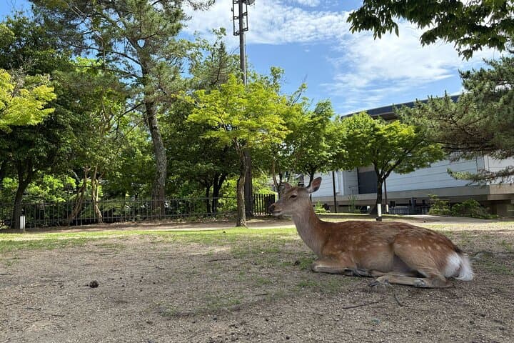Nara Highlight Walking Tour with Furoshiki Experience with Lunch — photo 12