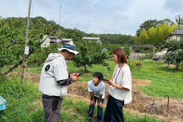 Okayama Kurashiki Harvest: 1 Fruit Pick & 3 Souvenirs(60m) — photo 6