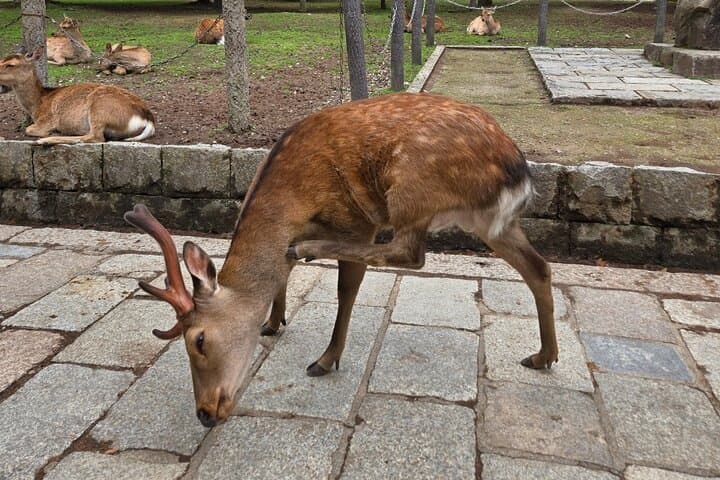 Kyoto to Nara Day Trip 6 Hour Private Tour with Deer and Temples — photo 1