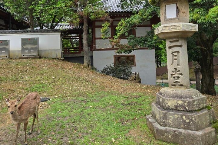Kyoto to Nara Day Trip 6 Hour Private Tour with Deer and Temples — photo 5