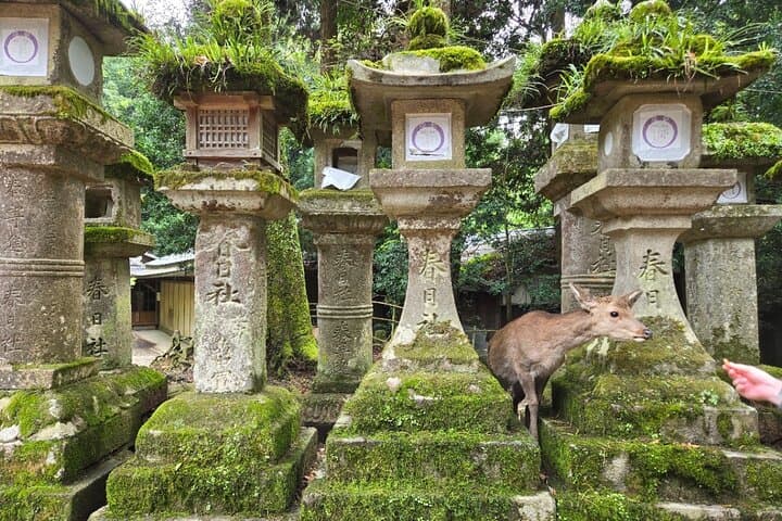 Kyoto to Nara Day Trip 6 Hour Private Tour with Deer and Temples — photo 6