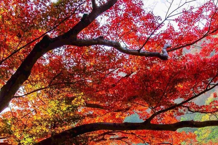 Nara Park, Golden Pavilion Bamboo Forest Day Trip From Osaka — photo 13